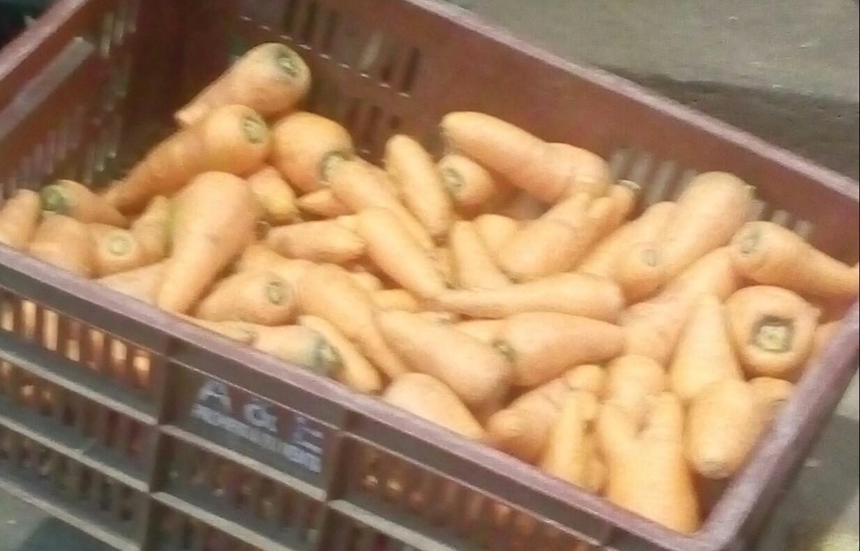 Zanahoria