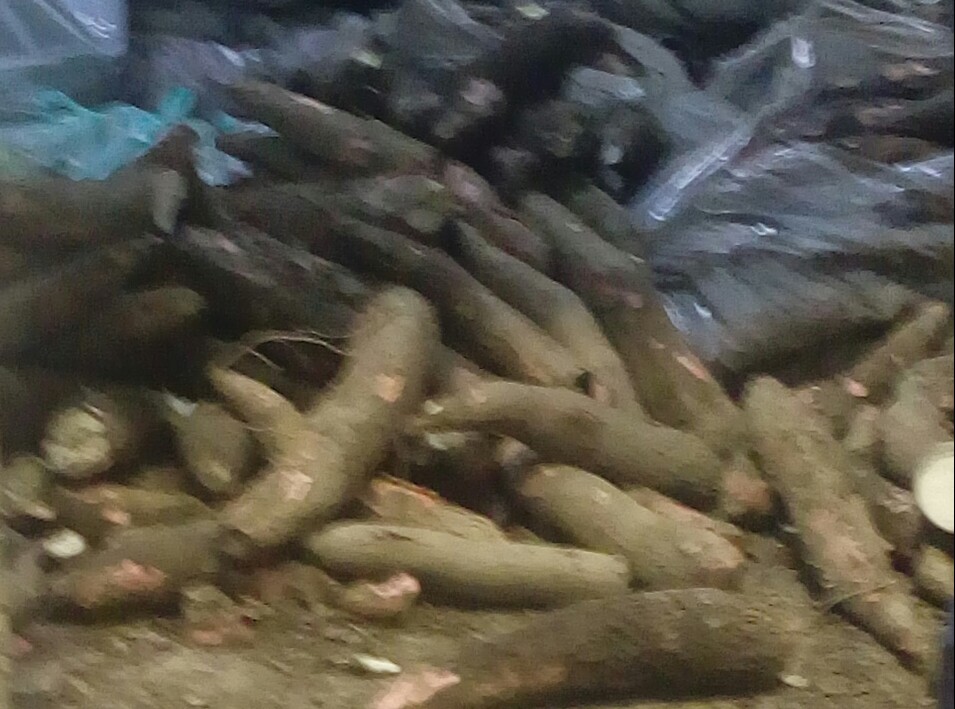 Yuca