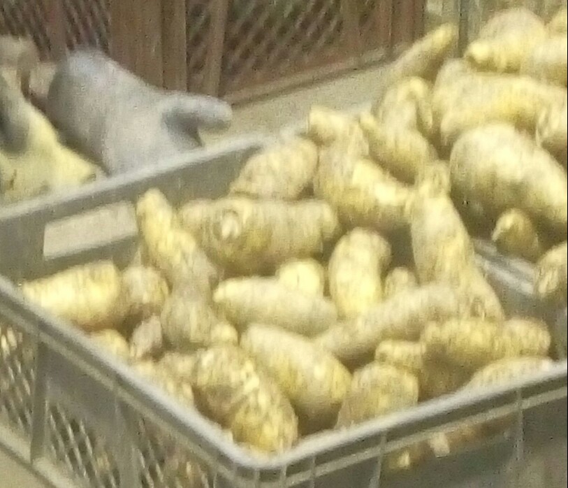 Arracacha