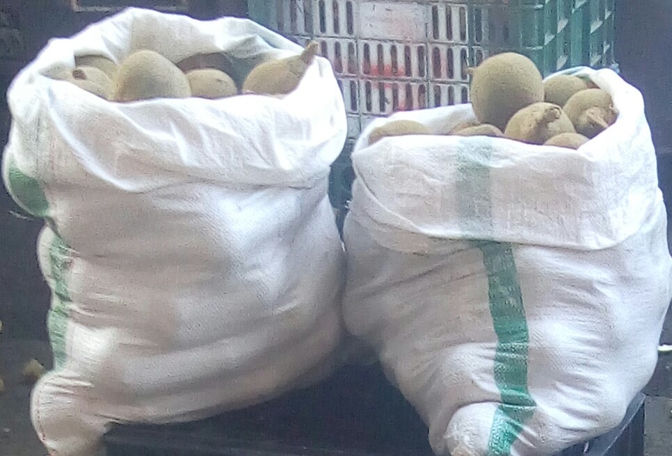 Sapote
