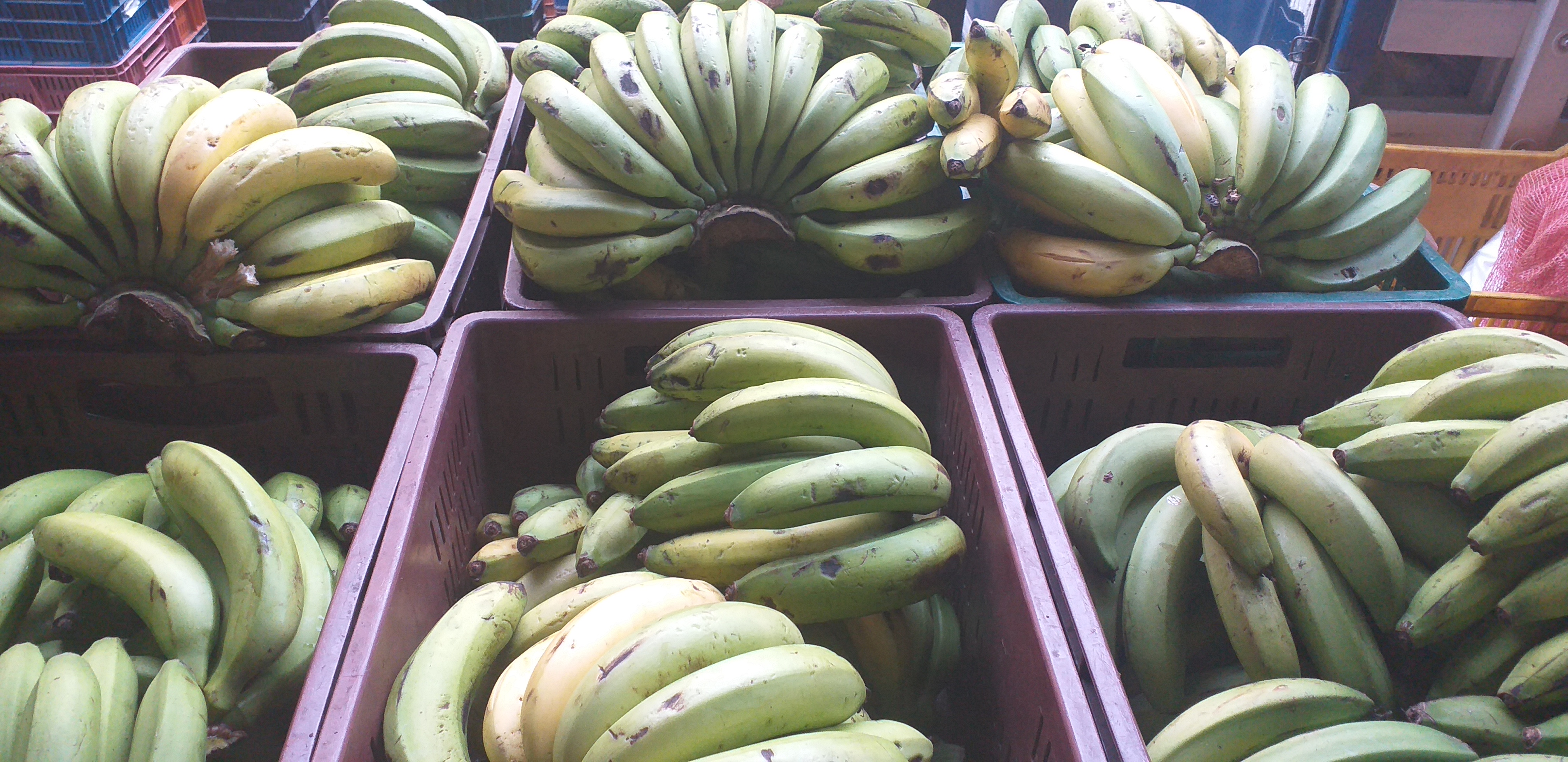 Banano criollo verde