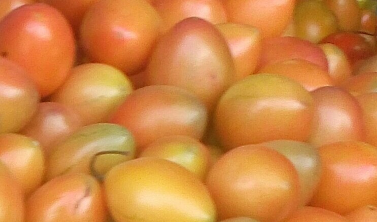 Tomate de arbol
