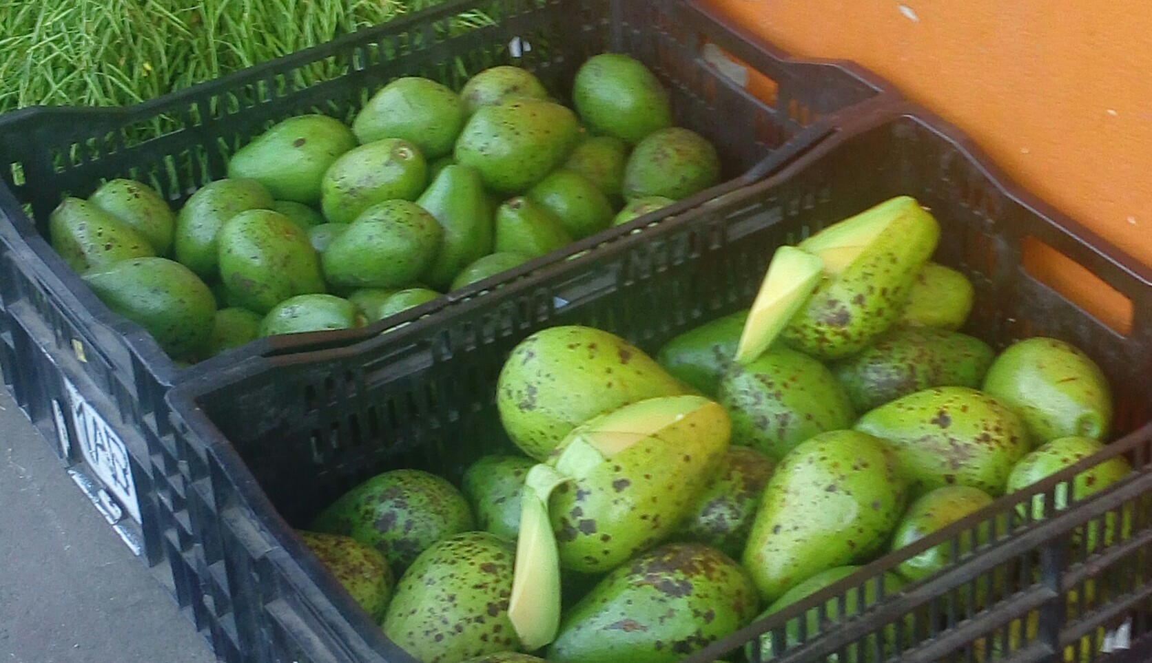 Aguacate comun