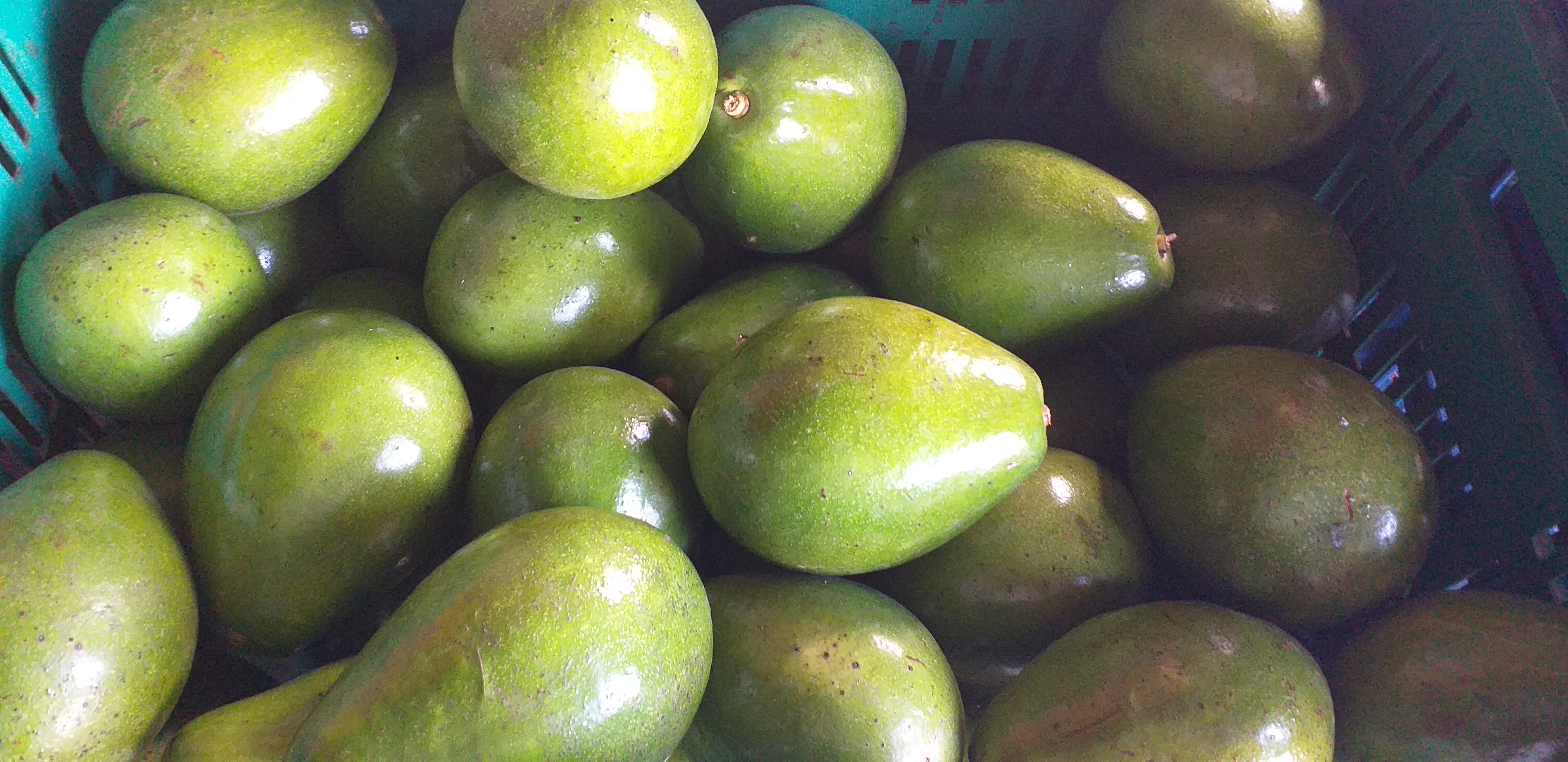 Aguacate papelillo