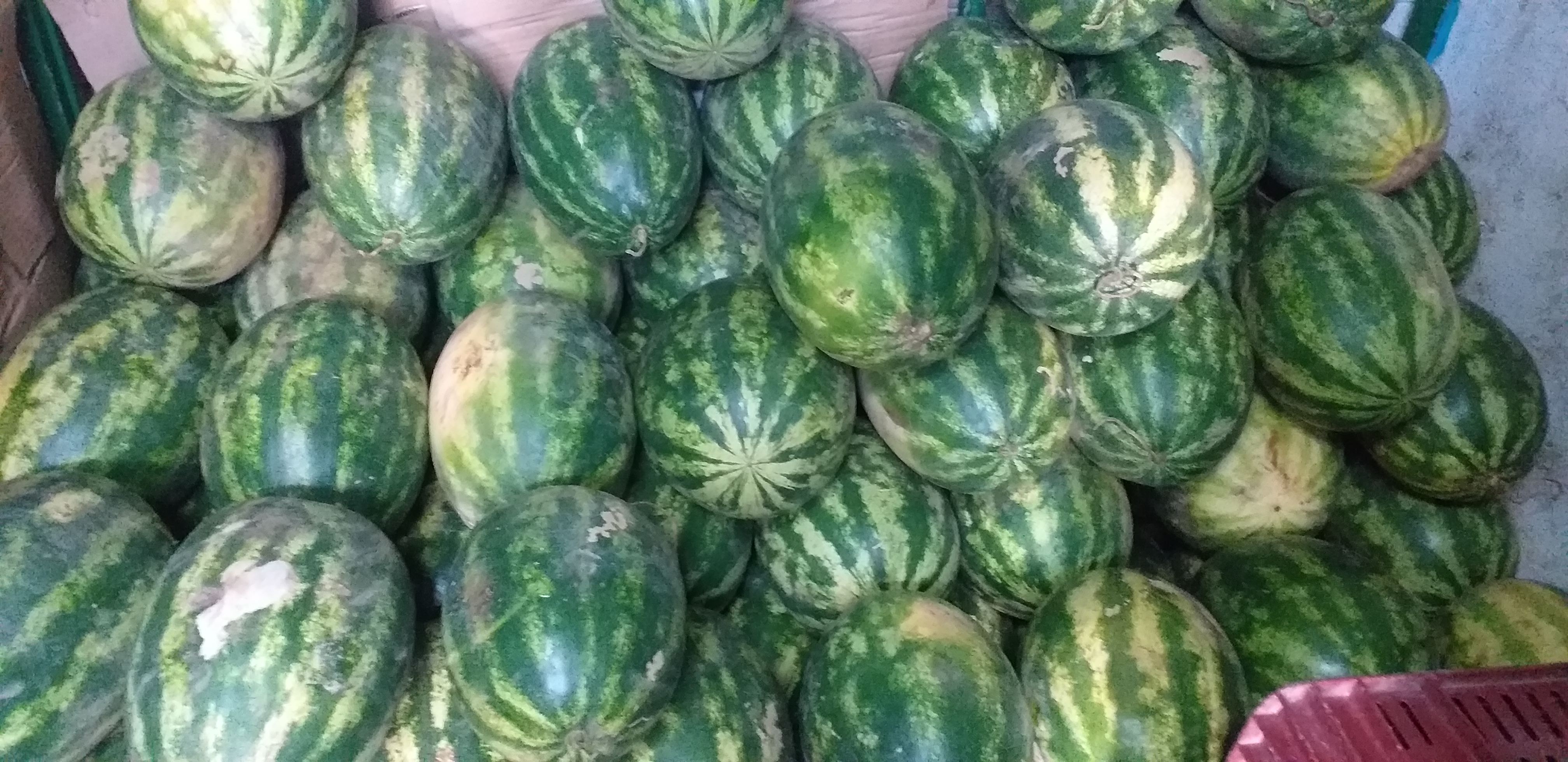 Sandia delgada