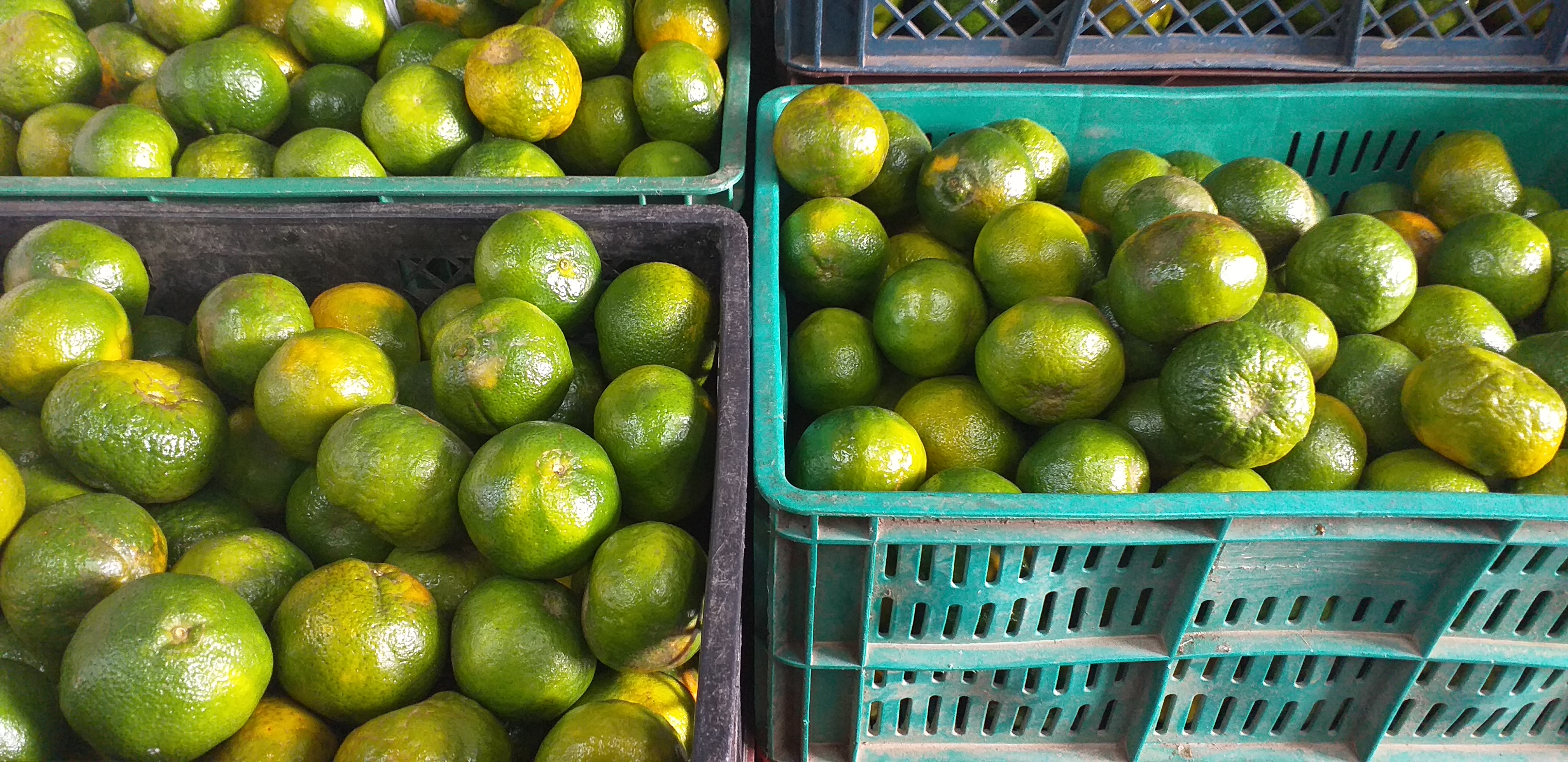 Mandarina oneca