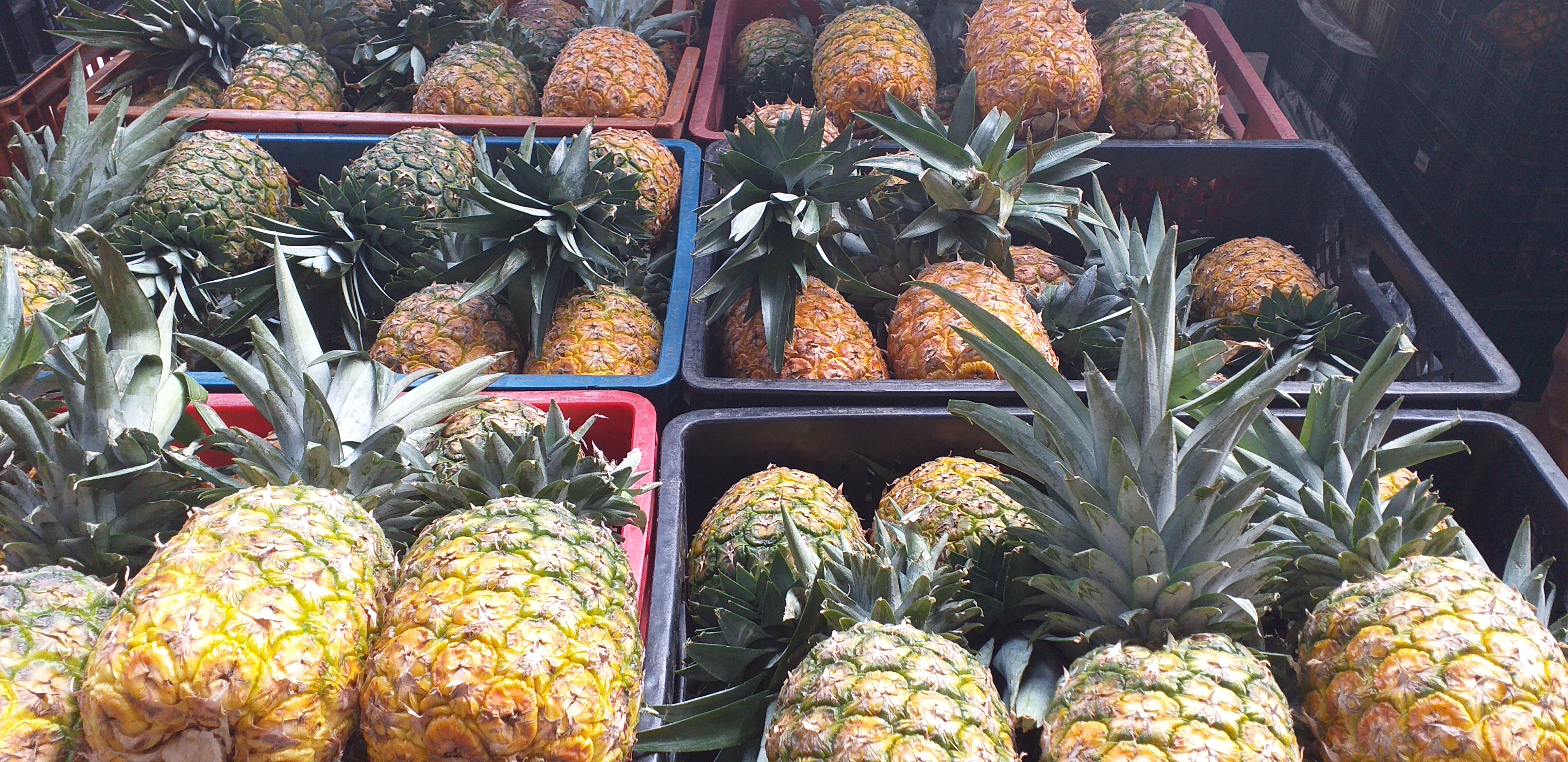 Piña oromiel