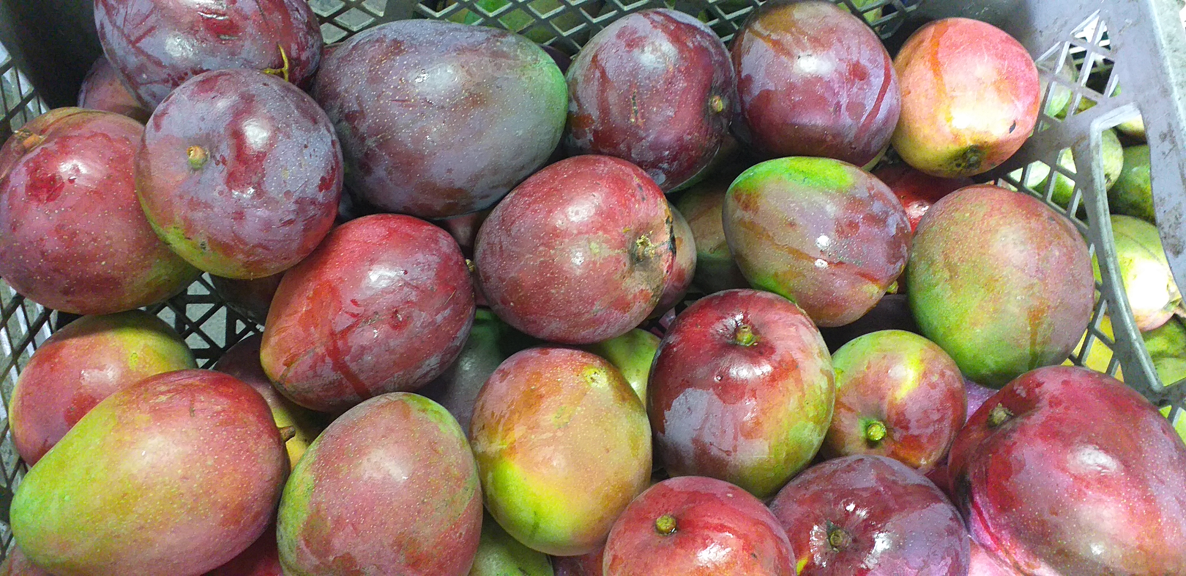 Mango tommy selecto