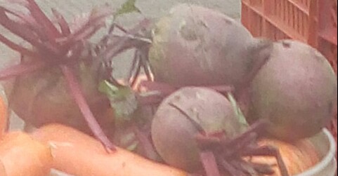 Romolacha