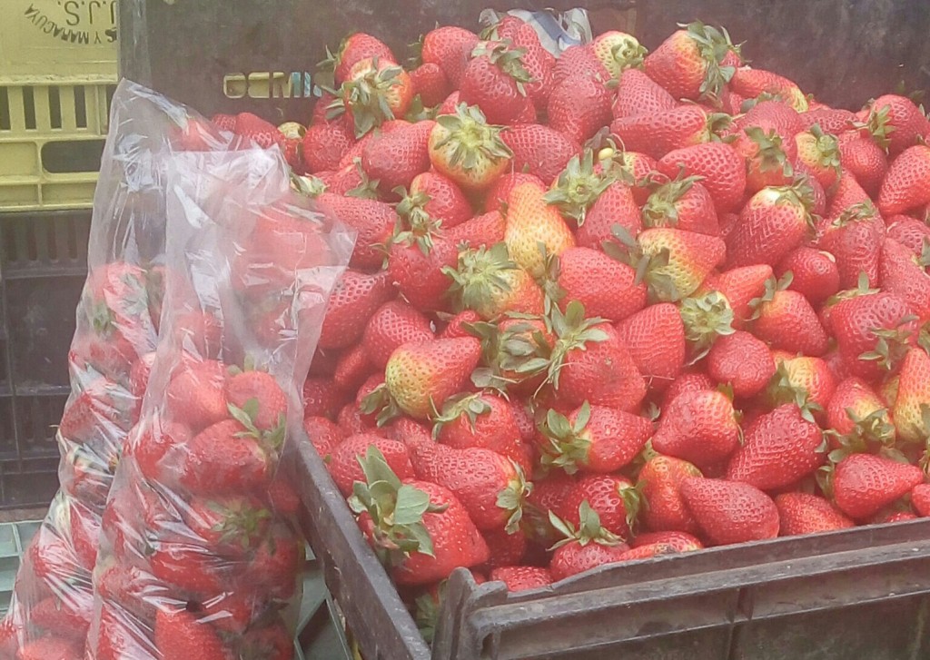 Fresa selecta