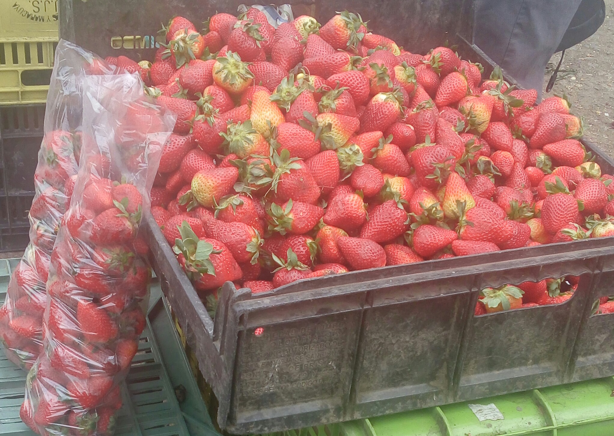 Fresas de primera