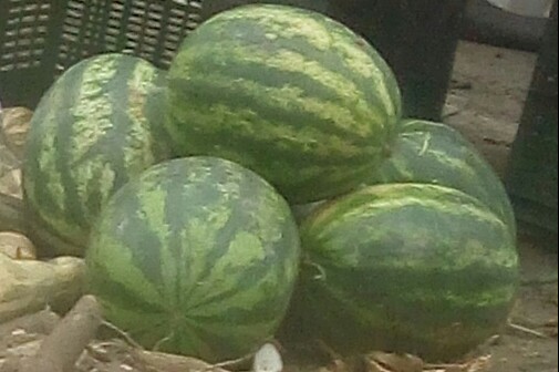 Sandia