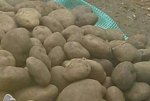 Papa pastusa