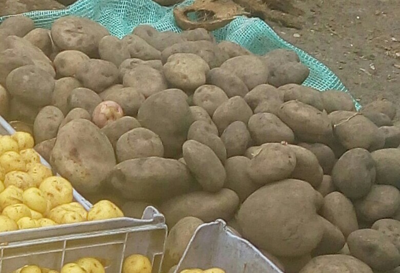 Papa pastusa