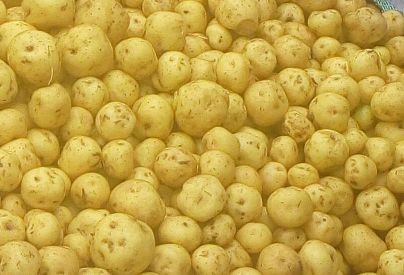 Papa criolla