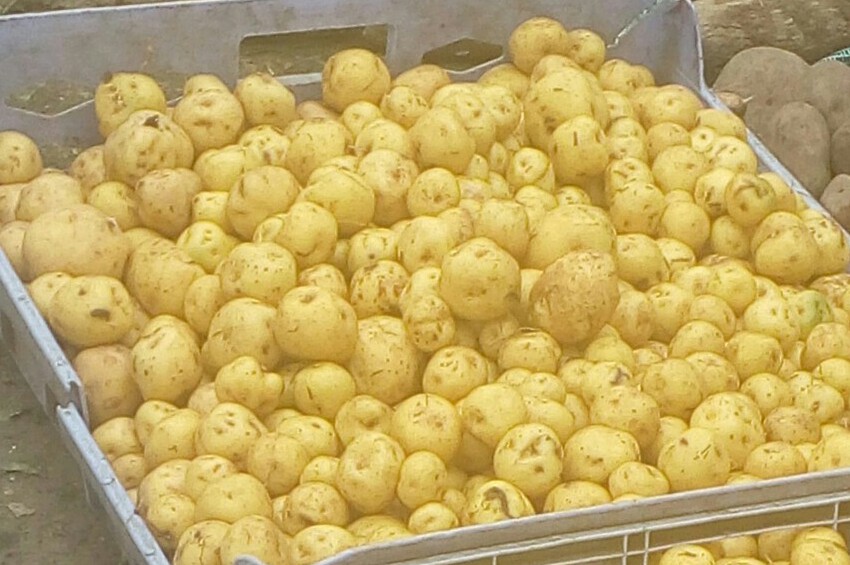 Papa criolla