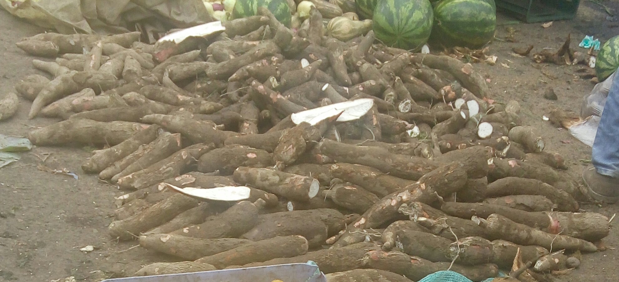 Yuca