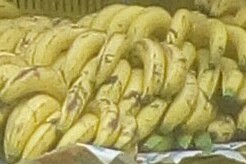 Banano criollo