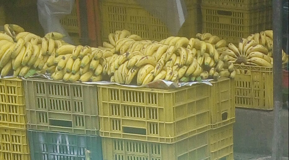 Banano criollo