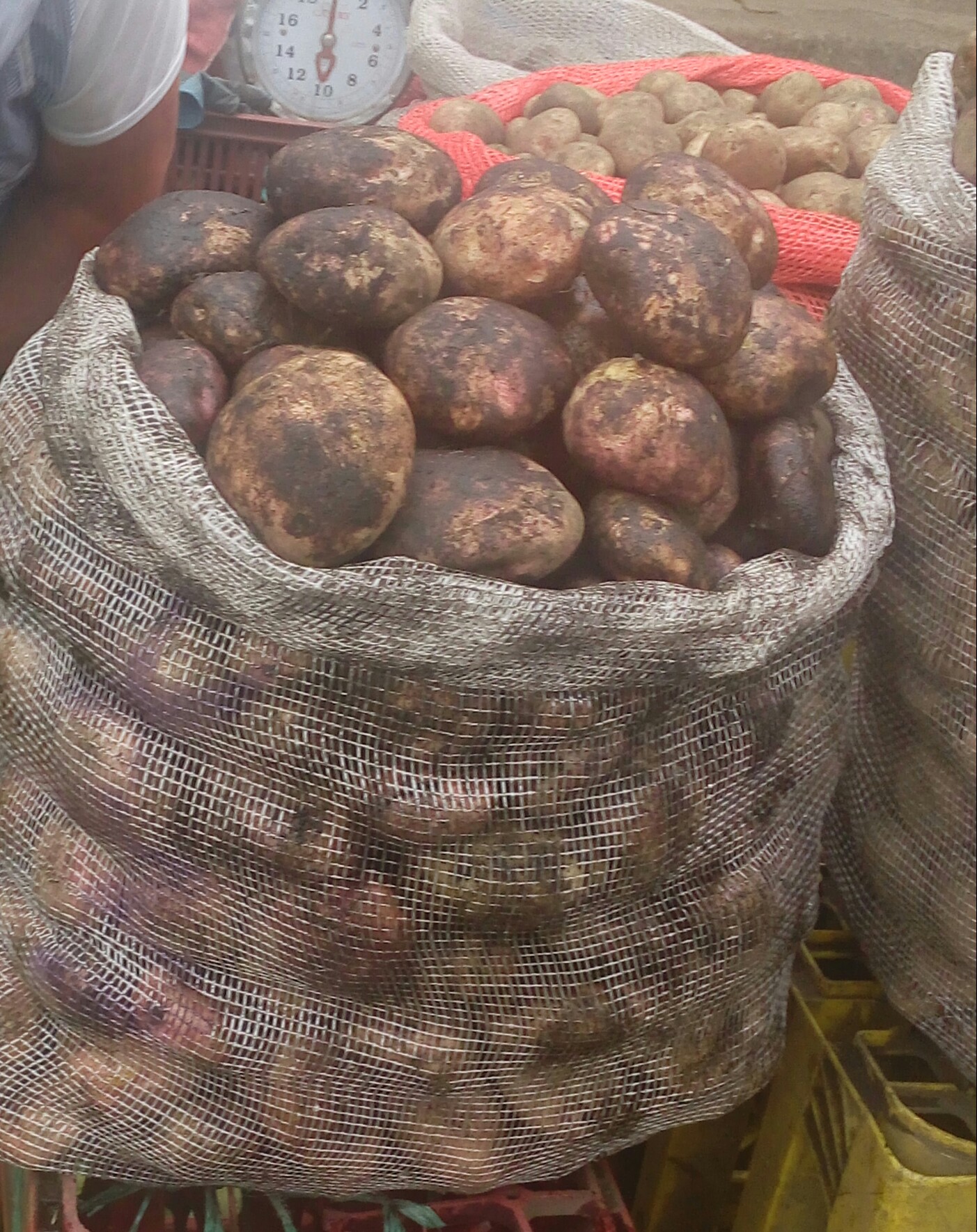 Papa sabanera