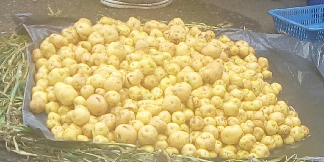 Papa criolla