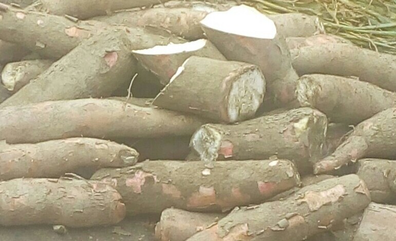 Yuca