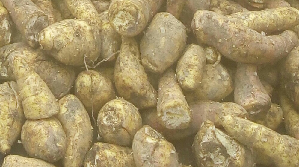 Arracacha