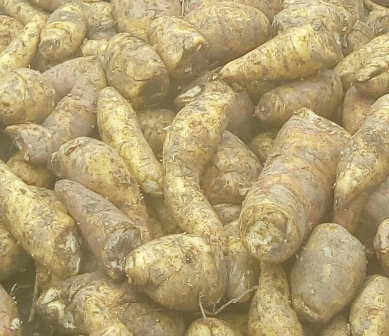 Arracacha