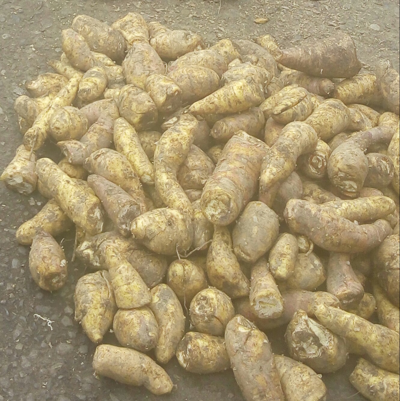 Arracacha