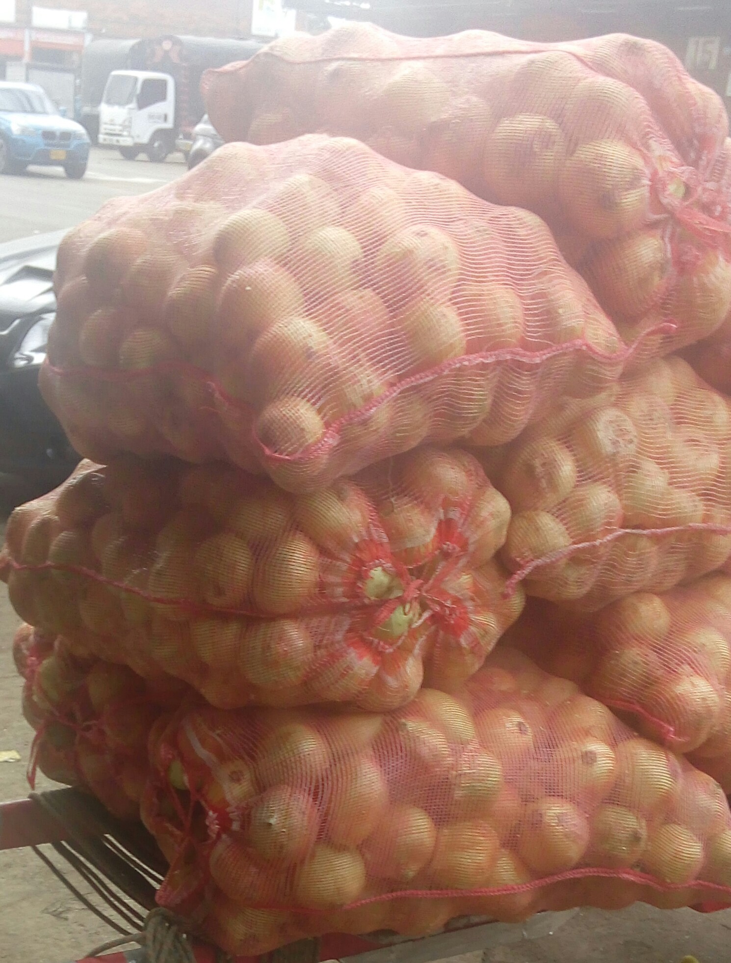 Cebollas cabezona