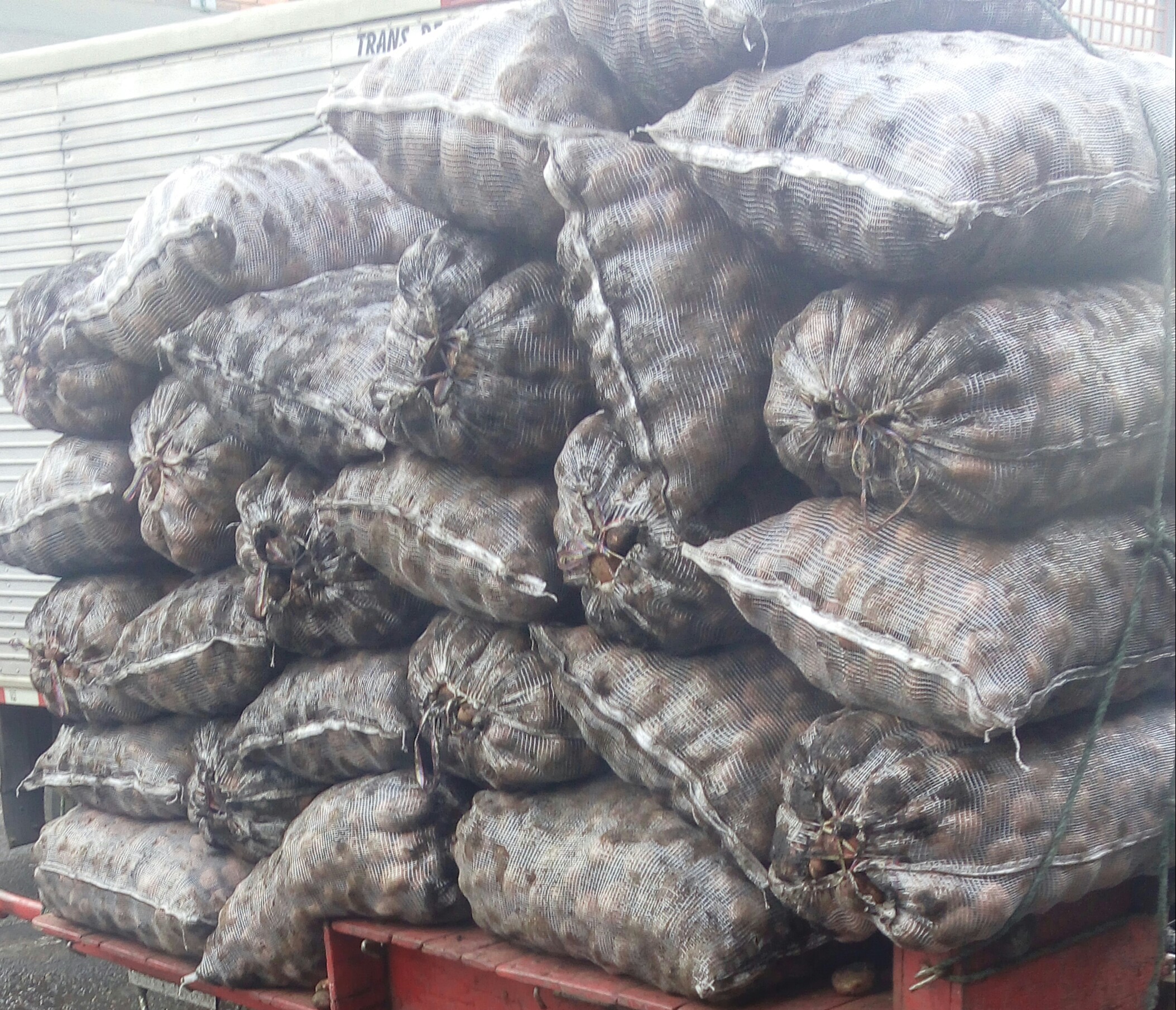 Papa r12