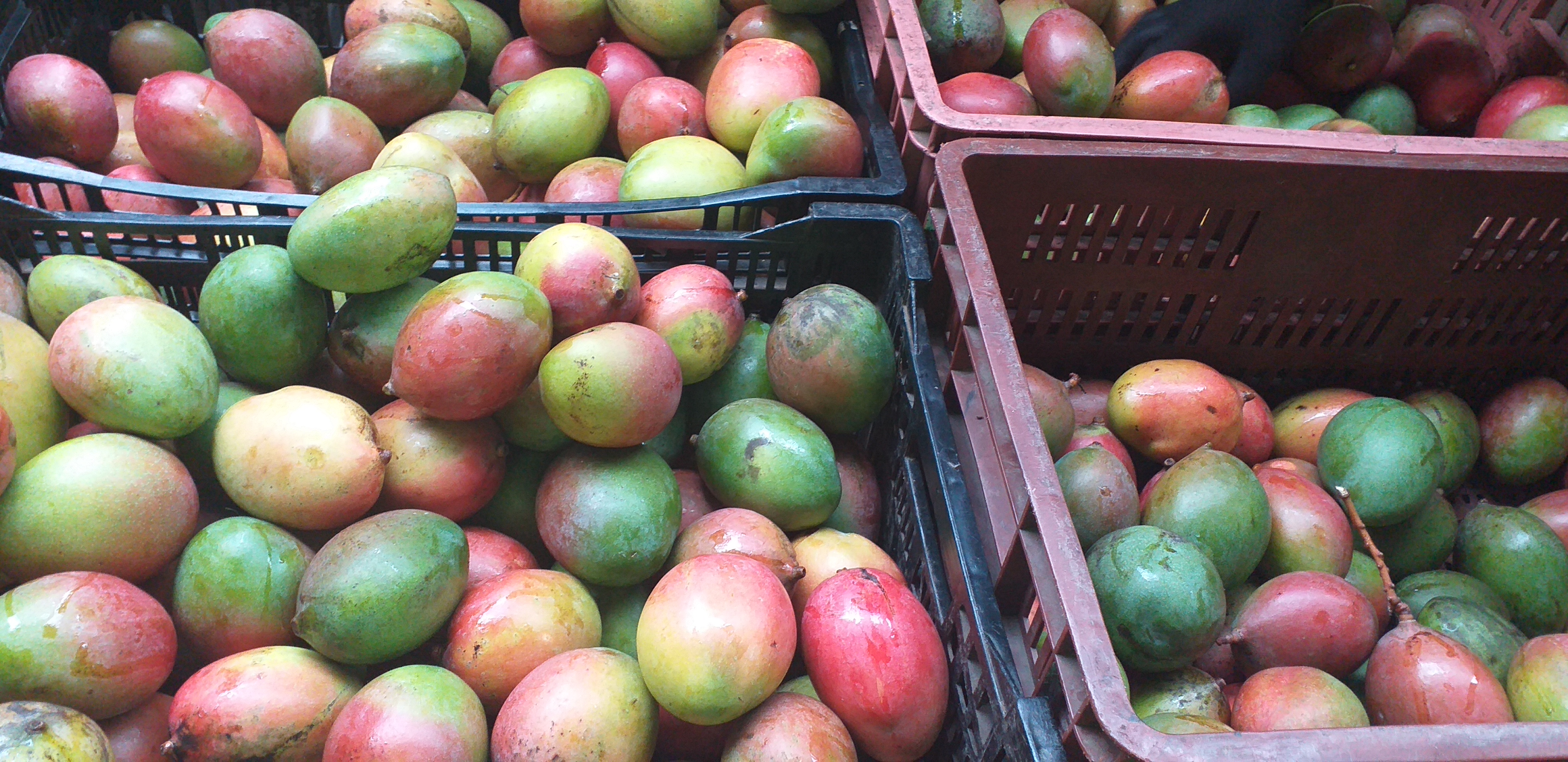 Mango farchi delgado