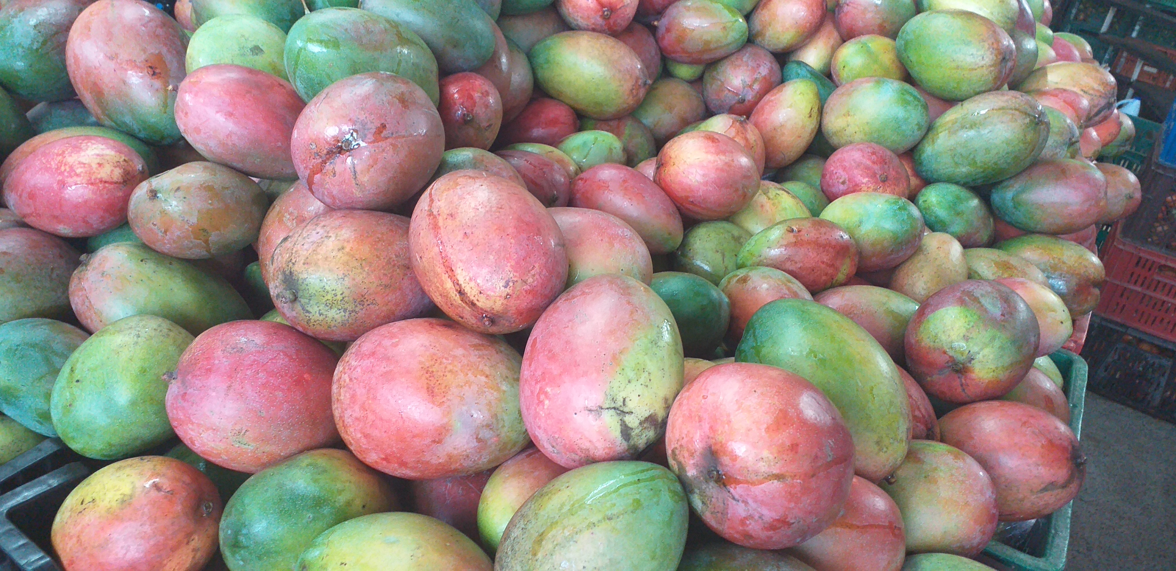 Mango farchi extra