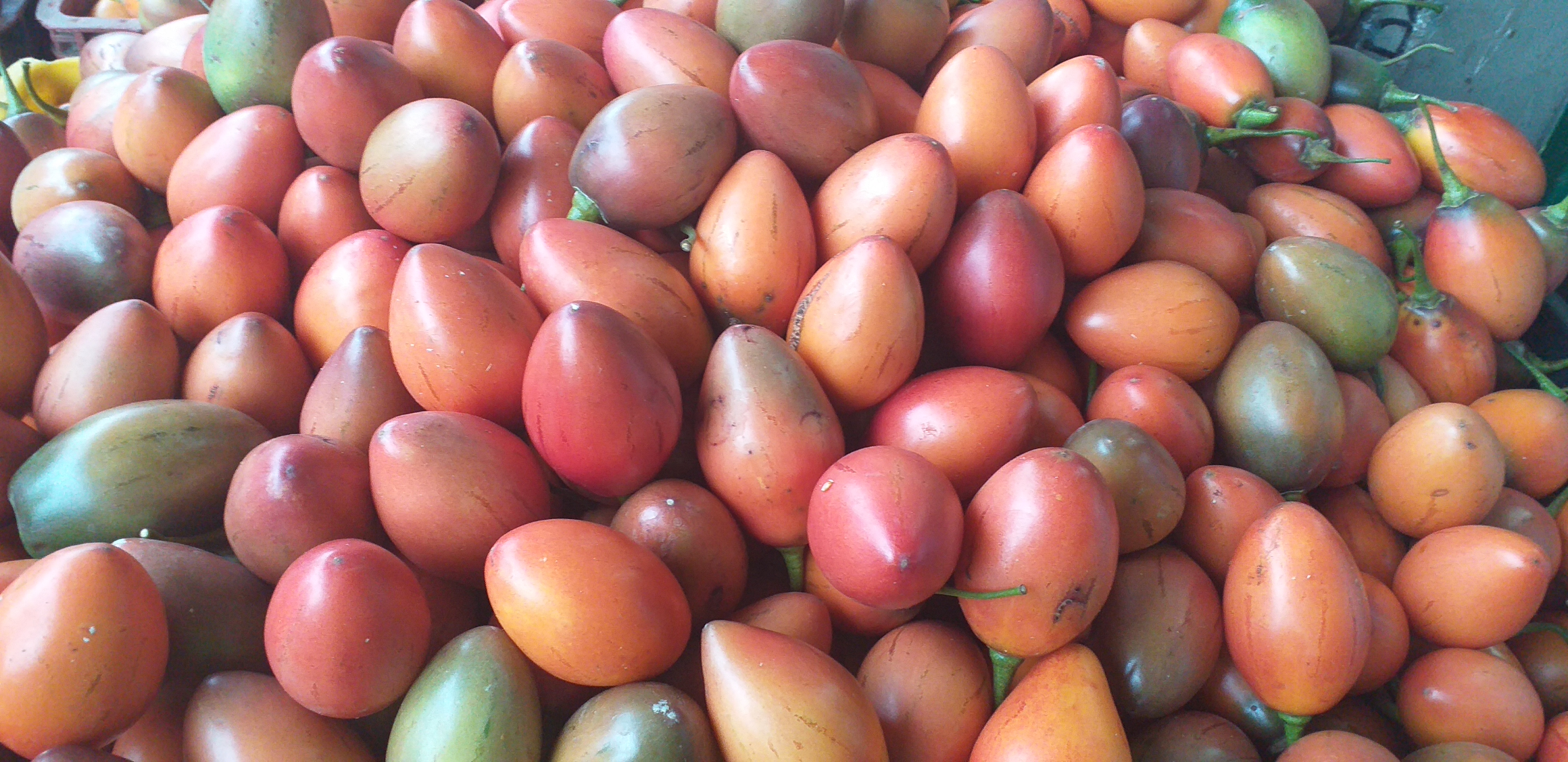 Tomate de arbol