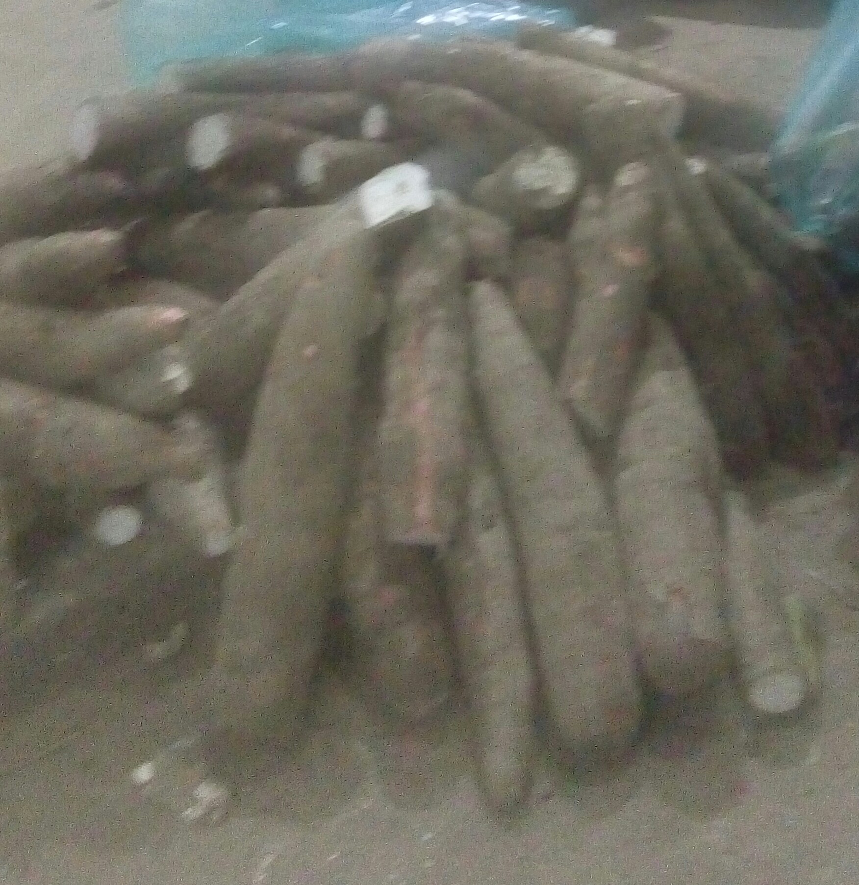 Yuca