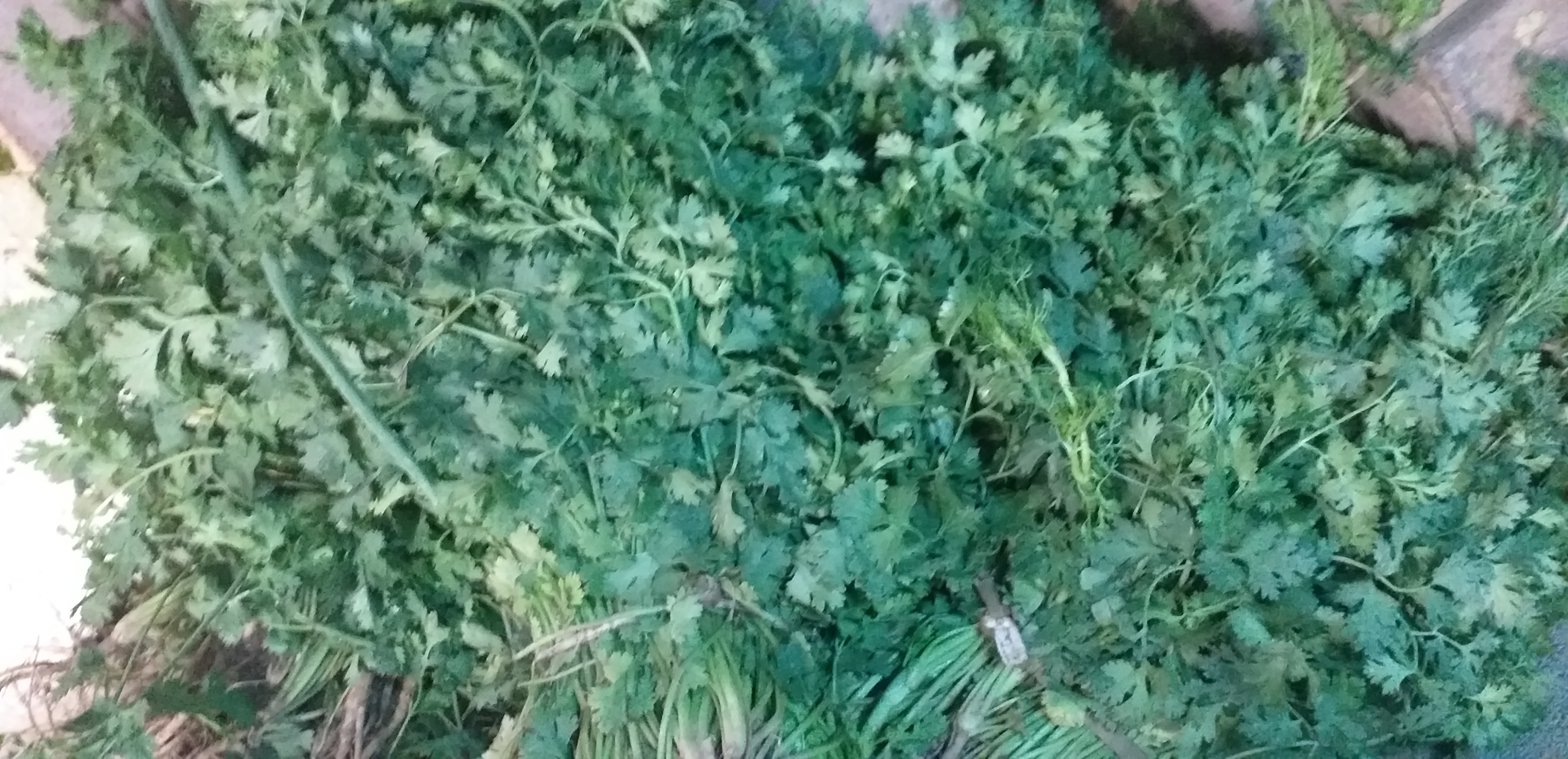 Cilantro