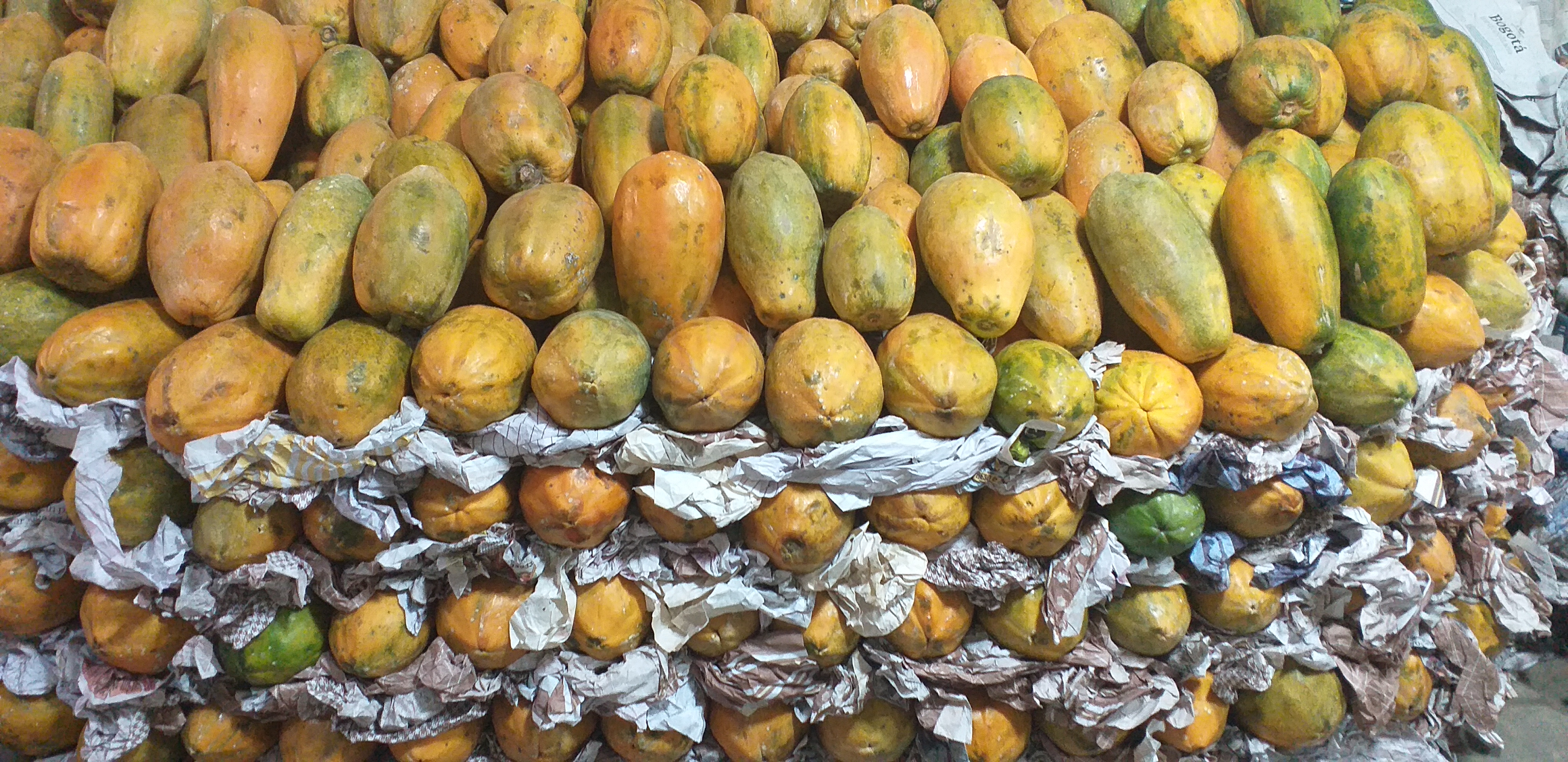 Papaya maradol