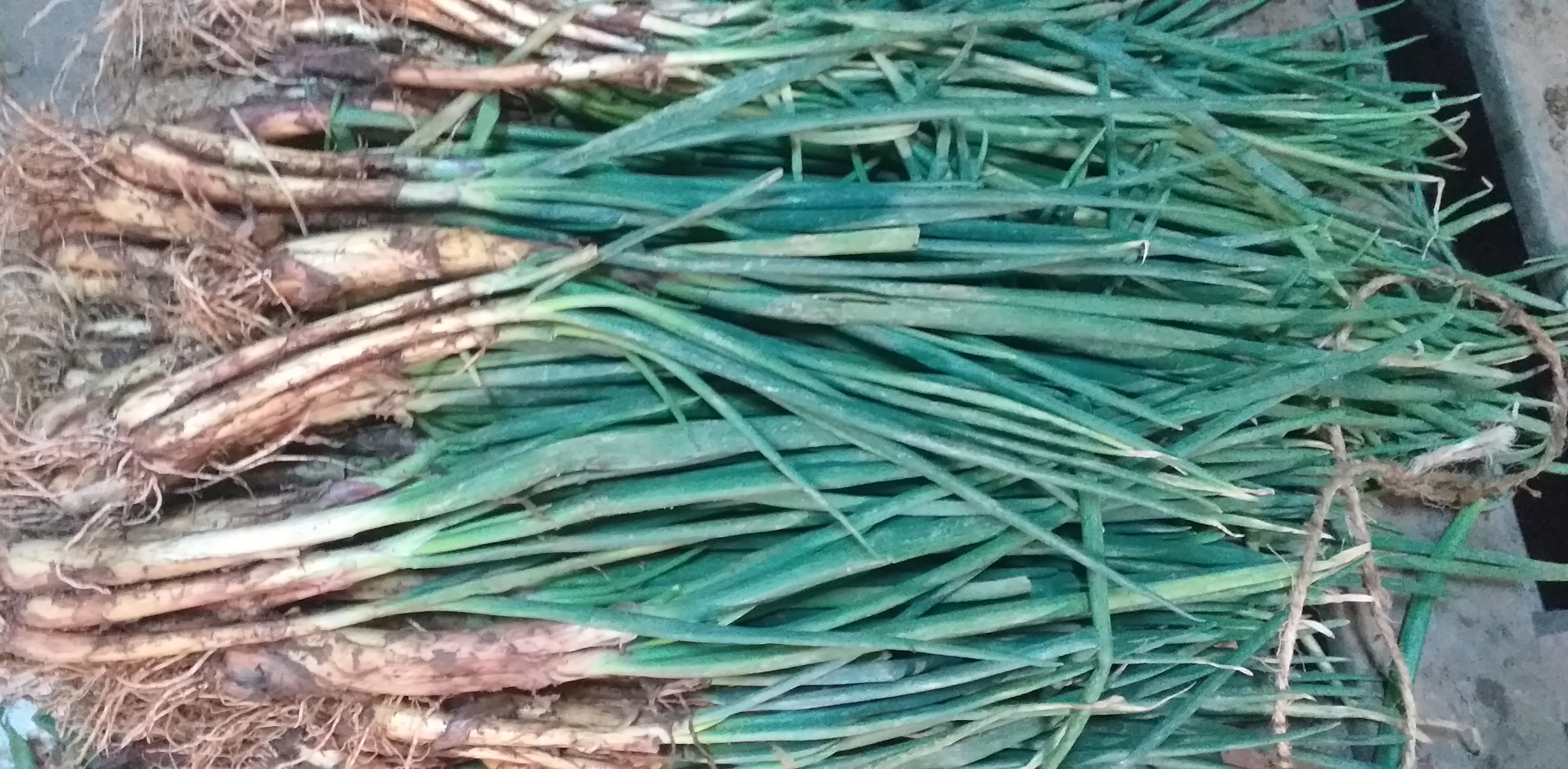 Cebolla de rama sucia