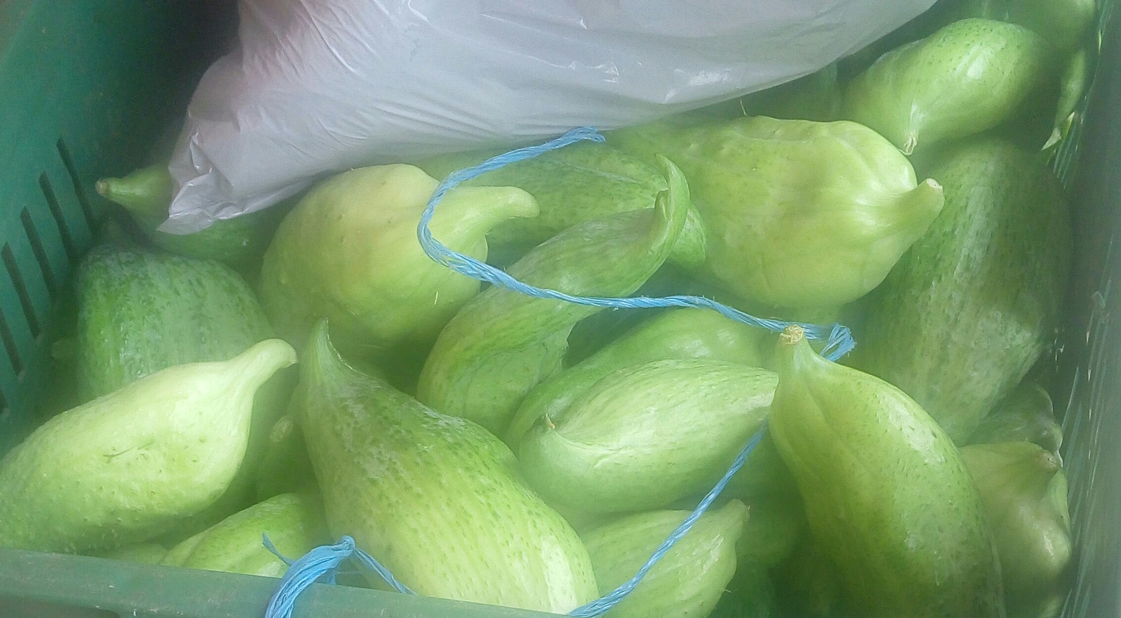 Pepino para guiso
