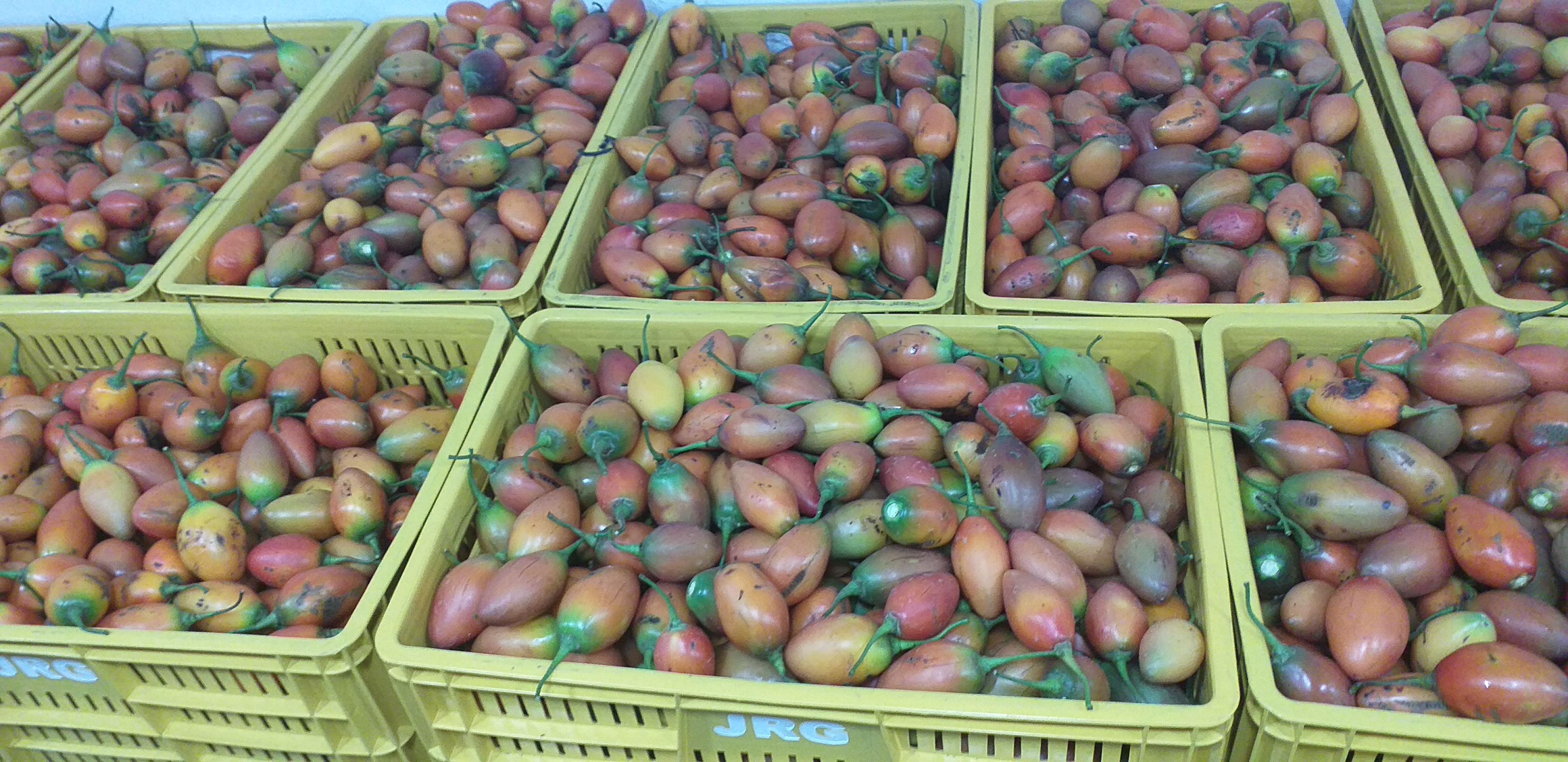 Tomate arbol de 2da