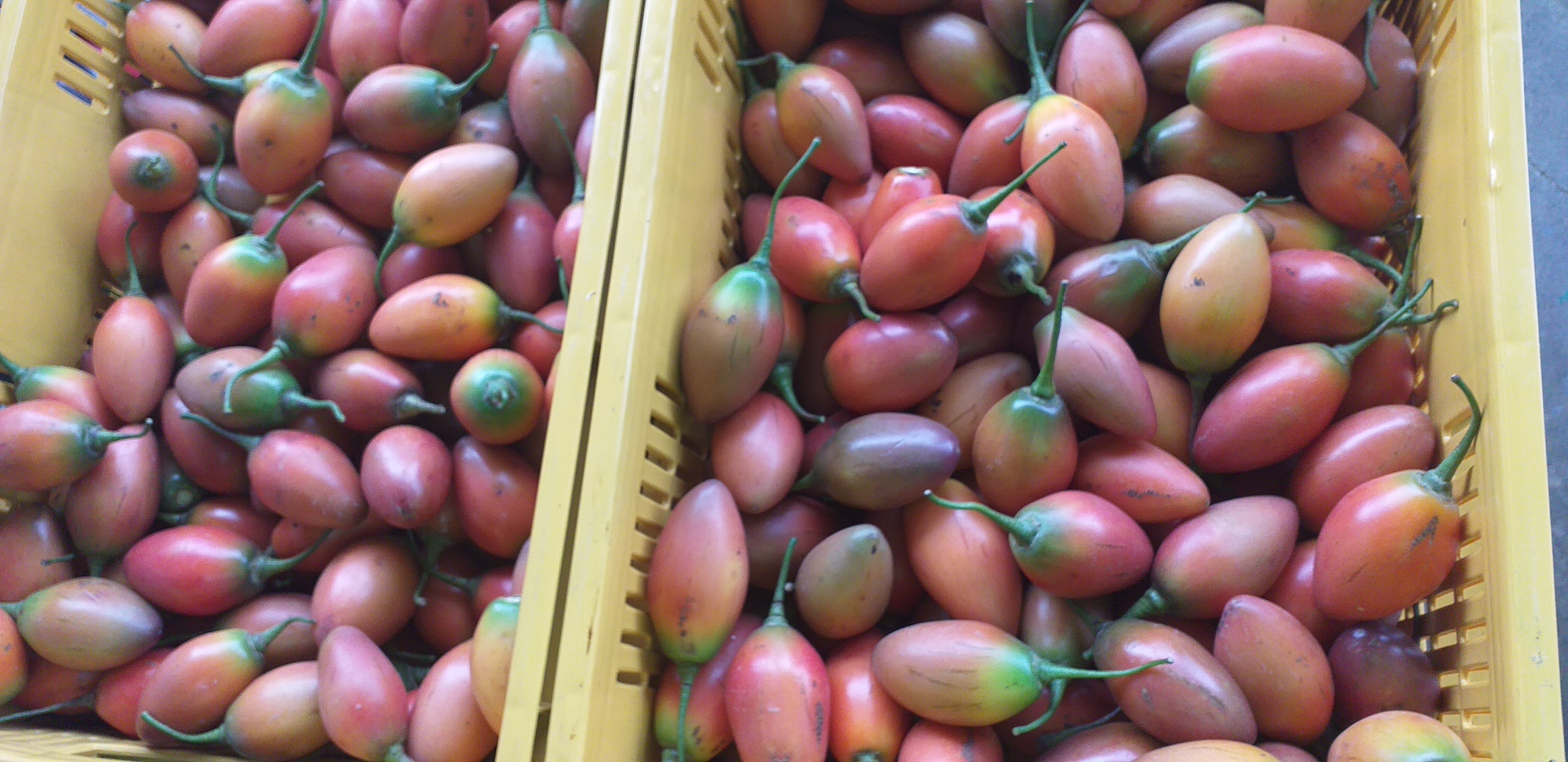 Tomate arbol selecto