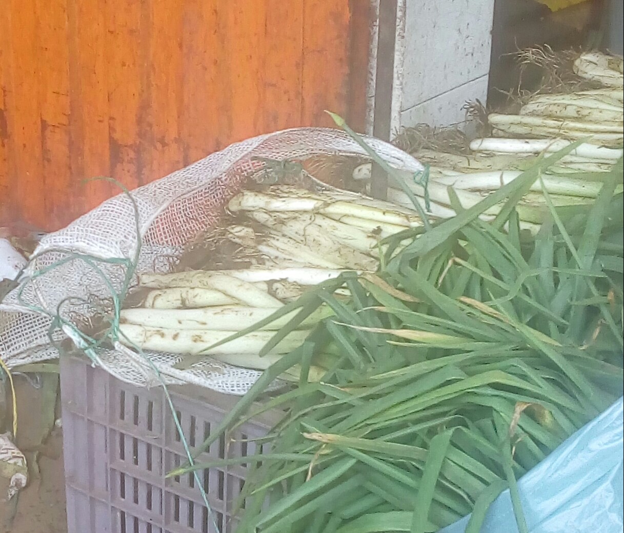 Cebolla larga