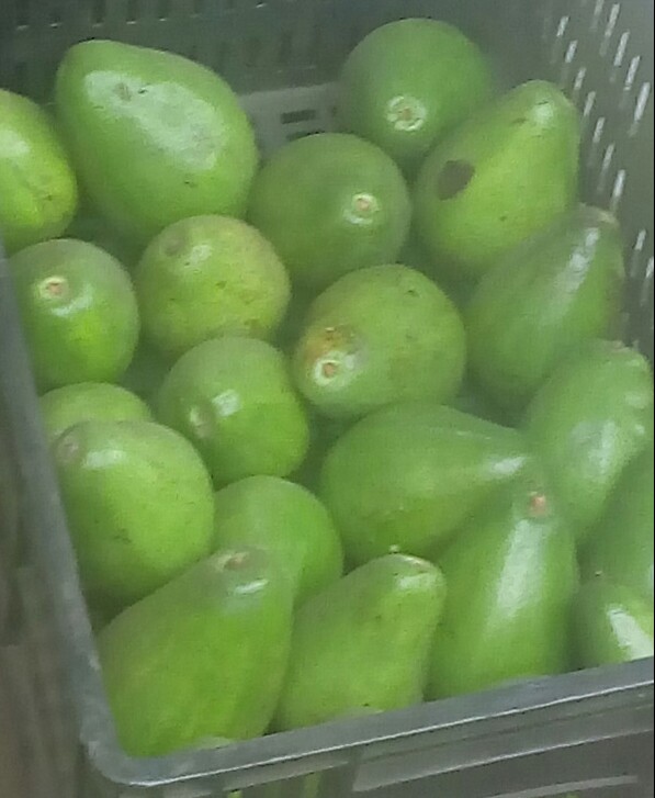 Aguacate papelillo