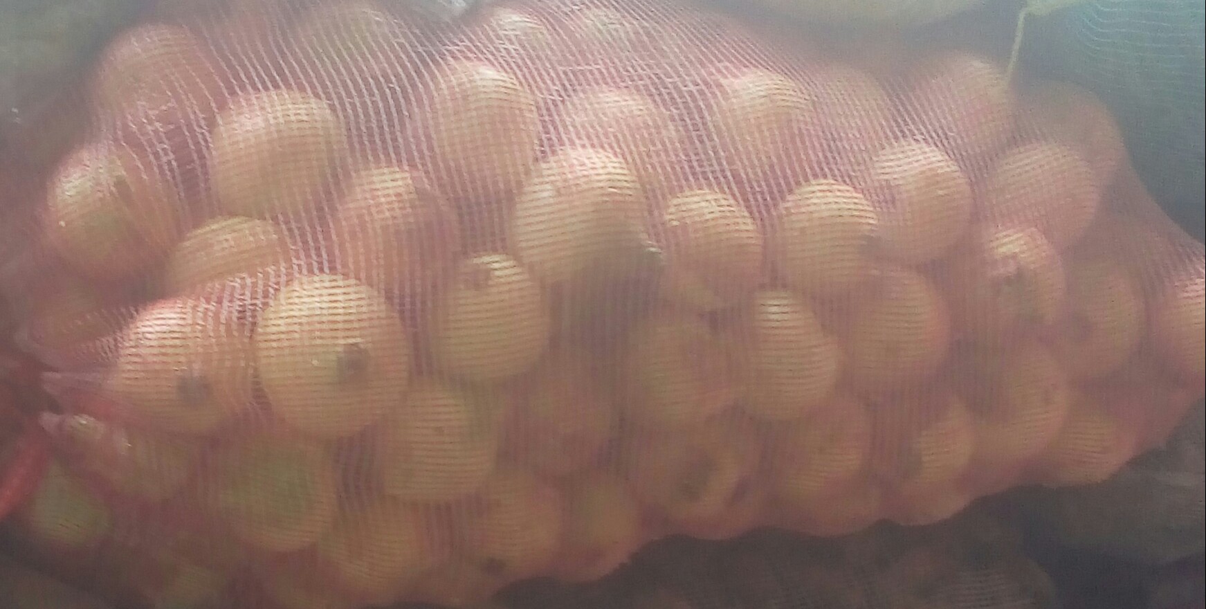 Cebollas cabezona