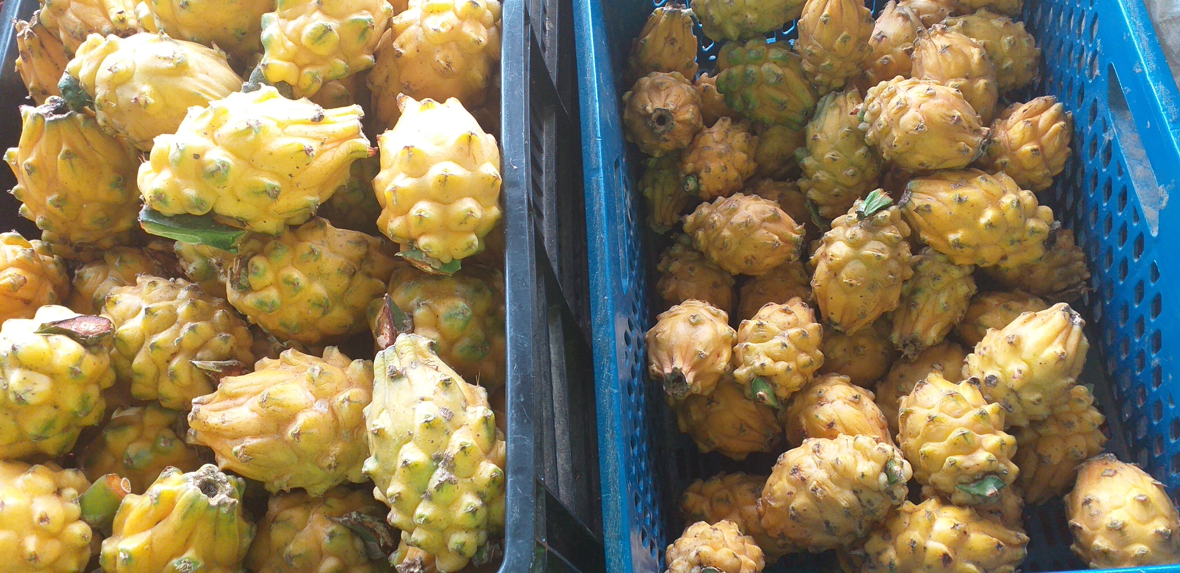Pitahaya nacional