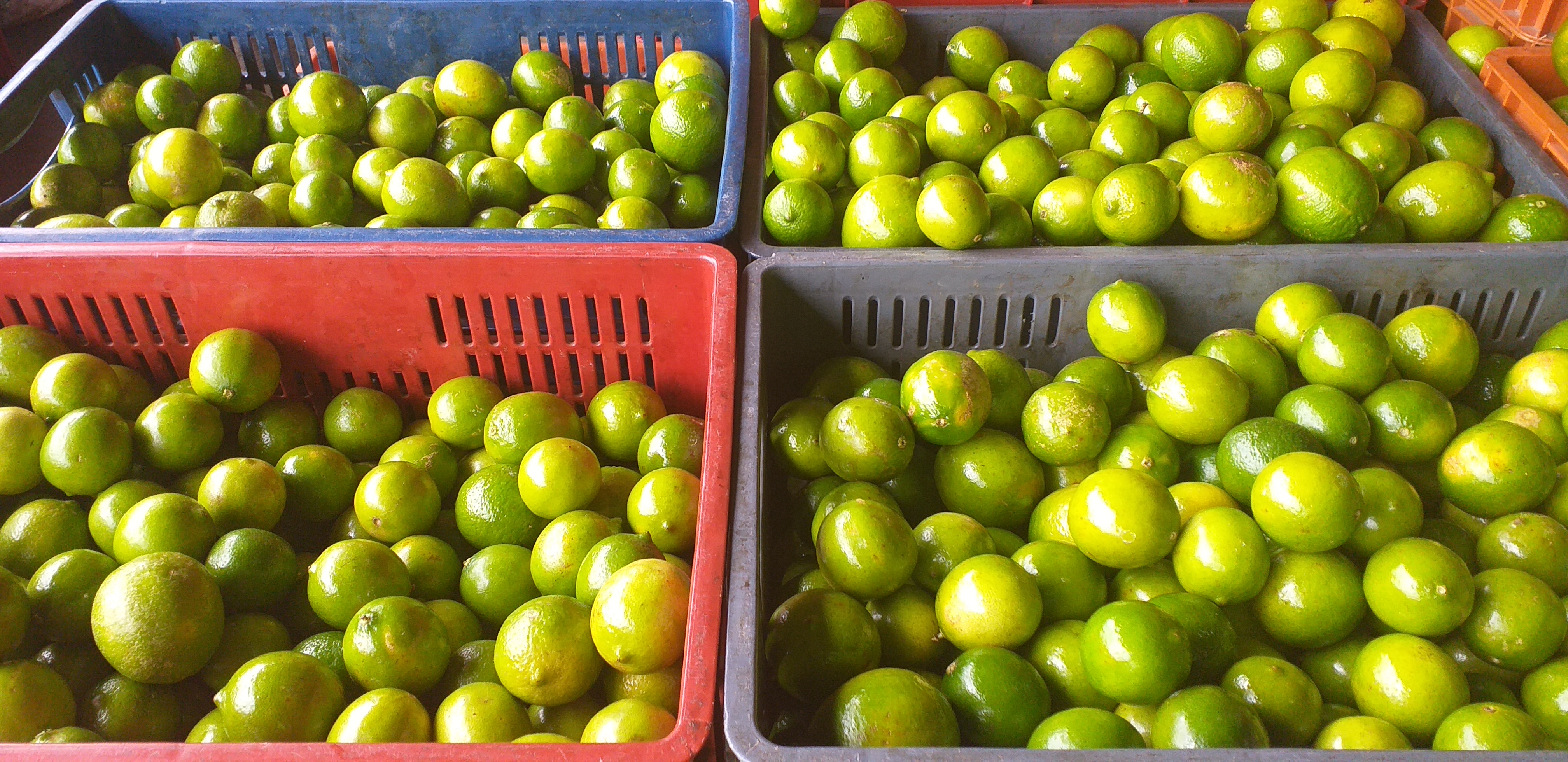 Limon tahiti grueso