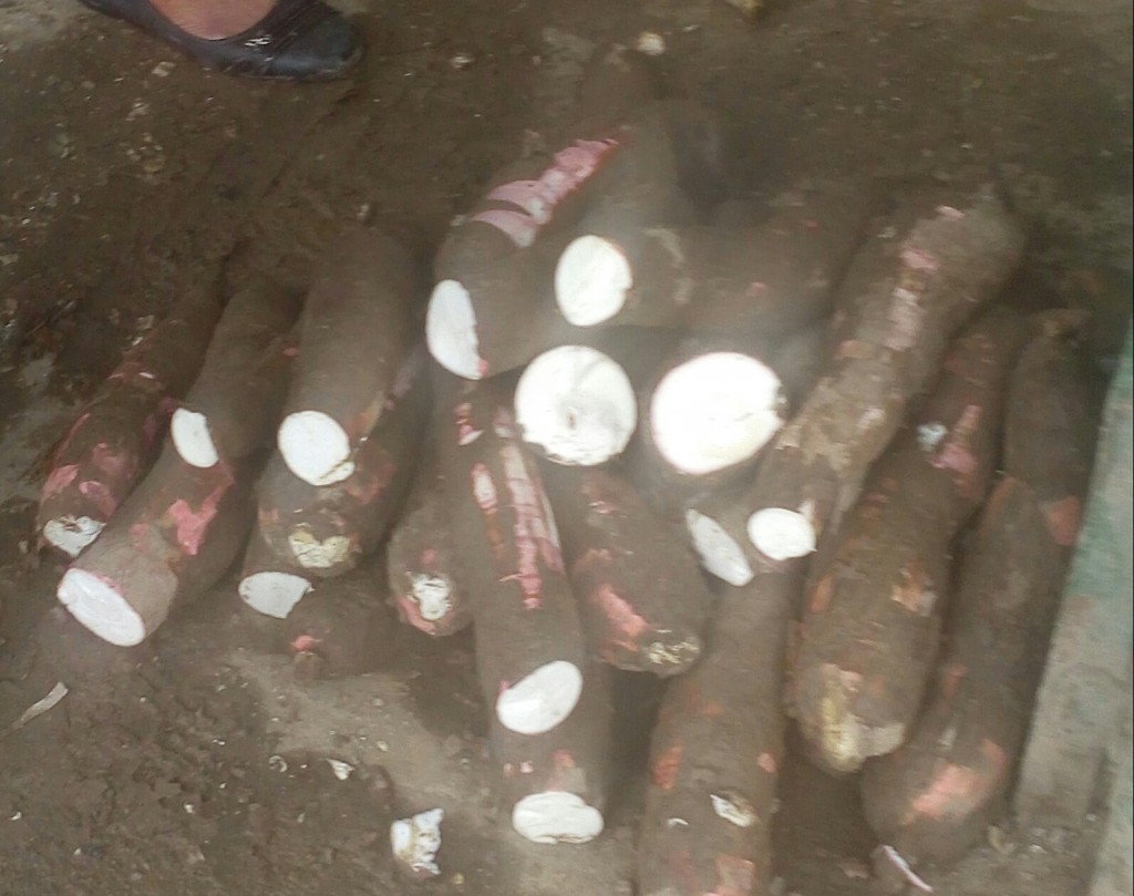 Yuca