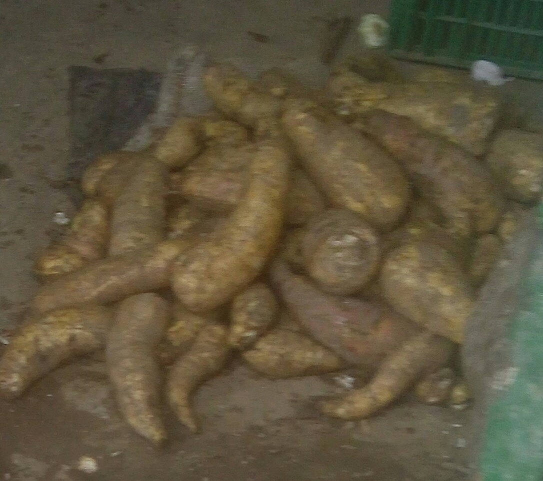 Arracacha