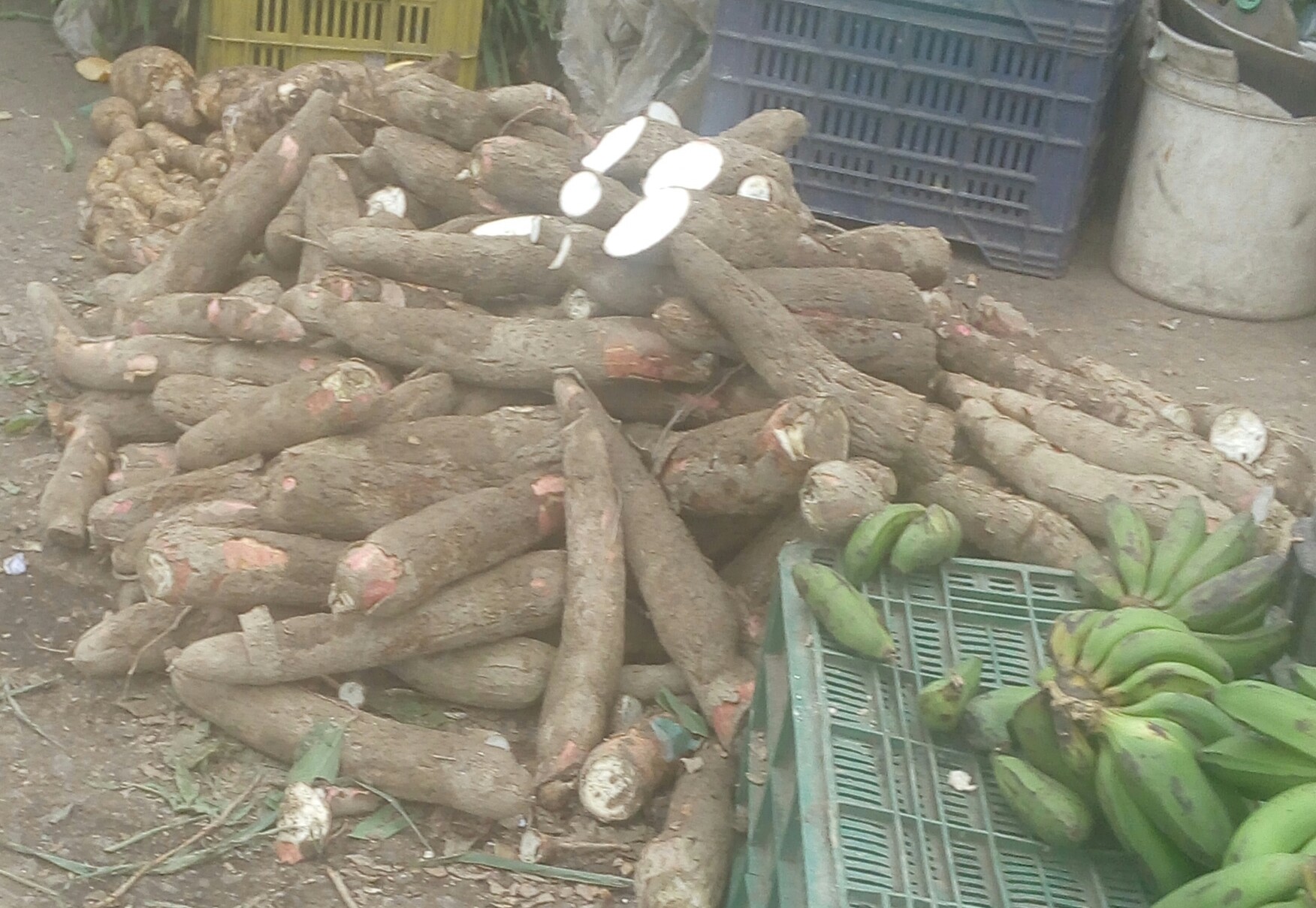 Yuca