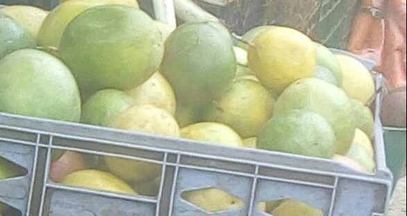 Maracuya